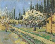 Vincent Van Gogh, Orchard in Blossom,Bordered by Cypresses (nn04)